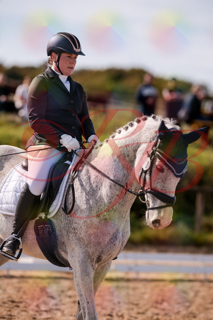 2026_10_03_Siefer-Hof_122640_Z81_26224763 | Professionelle Reitsport-, Turnier- und Eventfotografie von Robert Broda. Galerien mit ausgewählten und bearbeiteten Bildern direkt online ansehen und bestellen.