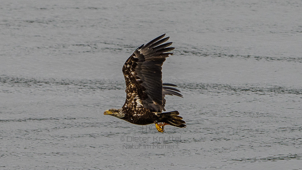 P1628610-LR | Natur im Moment - Realisiert mit Pictrs.com