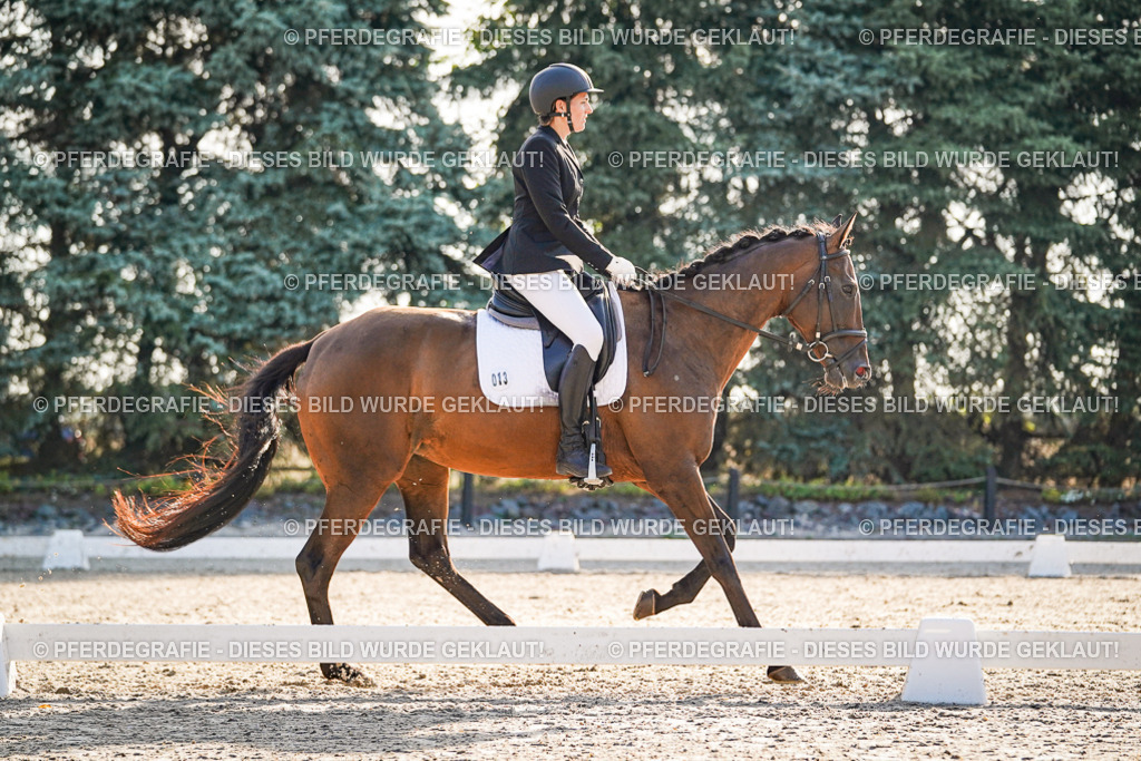 DSC08389 | Pferdegrafie