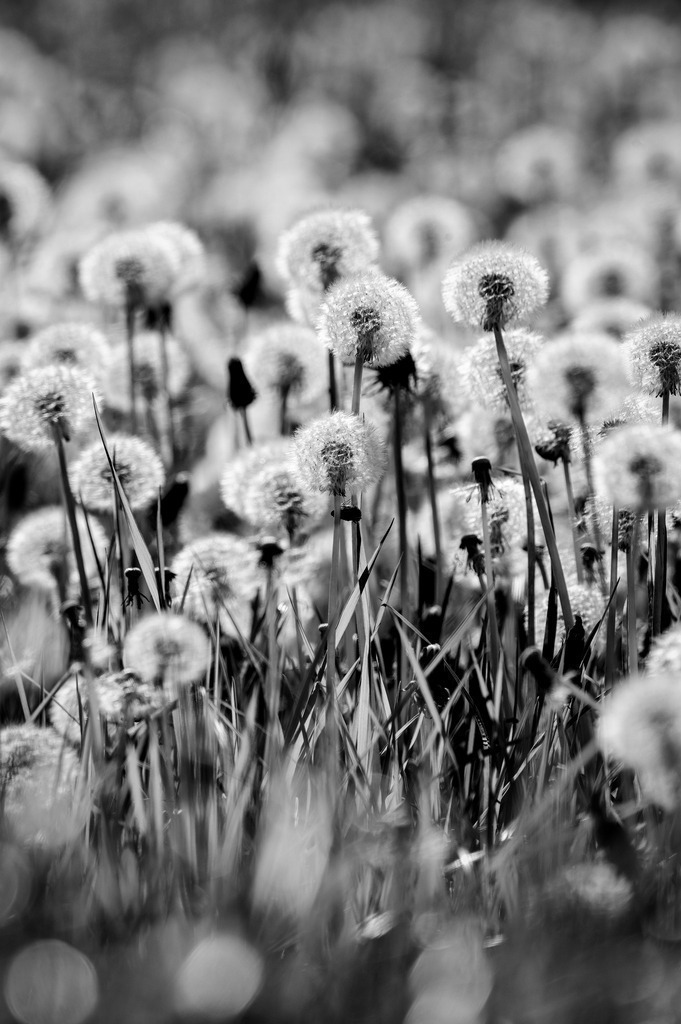 2024_05_08_QUICKBORN-HIMMELMOOR_MCP8528 sw | Hochwertig gedruckte Fotografien für die Wand, als Kalender und zum Verschenken. Hamburg & Norddeutschland und überall wo ich mit der Kamera unterwegs war.