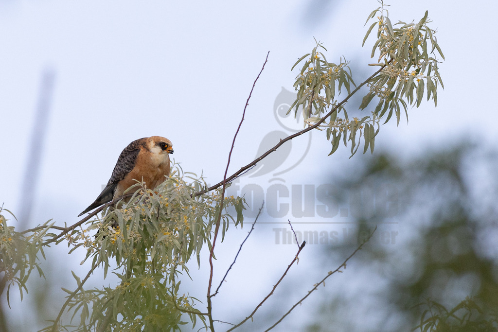 R5NF8992_20240513 | Rotfußfalken brüten in Ost- bis Südosteuropa. Ihr Überwinterungsgebiet liegt in Afrika. Sie sind als Durchzügler hierzulande eine Ausnahmeerscheinung, vor allem auf dem Frühjahrszug zurück in ihre Brutgebiete. Rotfußfalken sind eine mittelgroße Falkenart, bei der sich Männchen und Weibchen äußerlich deutlich unterscheiden. Die Männchen haben eine unverwechselbare Gefiederfärbung. - Realisiert mit Pictrs.com