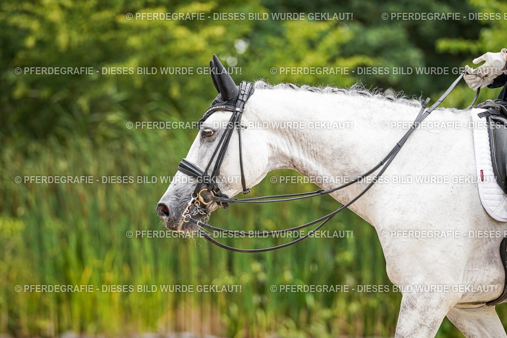 DSC07853 | Pferdegrafie