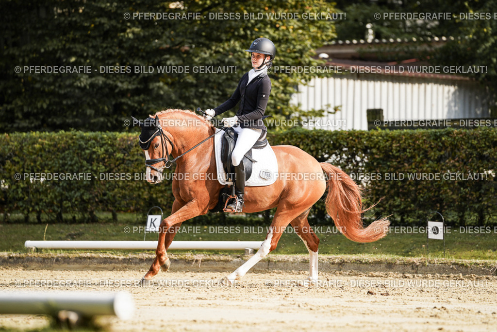 DSC05998 | Pferdegrafie