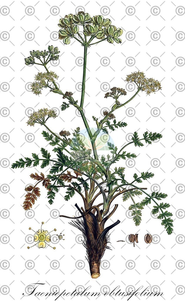 HistAbb_wfo-0001117744_1_ENZY_Simple | Historische Abbildung von Taeniopetalum obtusifolium - Apiaceae | Historical Illustration of Taeniopetalum obtusifolium - Apiaceae