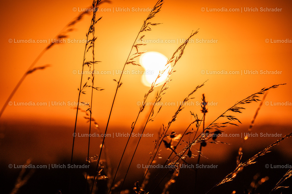 10049-14169 - Sonnenfinsternis am Huy | Stockfoto und Bilderpool mit Bildmaterial aus Deutschland, dem Harz, Halberstadt, Quedlinburg, Wernigerode und weltweit. Qualitativ hochwertige und professionelle Fotos anschauen und kaufen. - Realisiert mit Pictrs.com