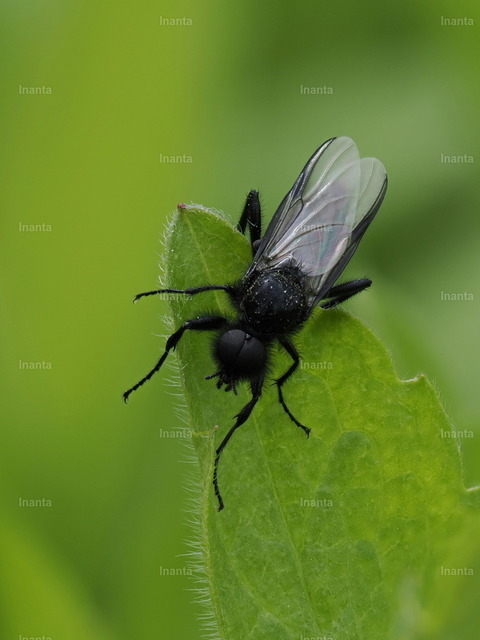 Maerzfliege_03 | Die Märzfliege (Bibio marci), auch Haarmücke genannt, ist eine 10–14 mm große, schwarz behaarte Fliege aus der Familie der Haarmücken. Sie erscheint typischerweise im Frühjahr und fliegt oft in Schwärmen.
 –  – 
The St. Mark's Fly (Bibio marci), also known as the March fly, is a 10–14 mm black, hairy fly from the family Bibionidae. It typically appears in spring and often flies in swarms. - Realisiert mit Pictrs.com