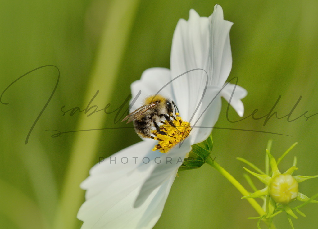 0018_Bee | i-n-photography - Realisiert mit Pictrs.com