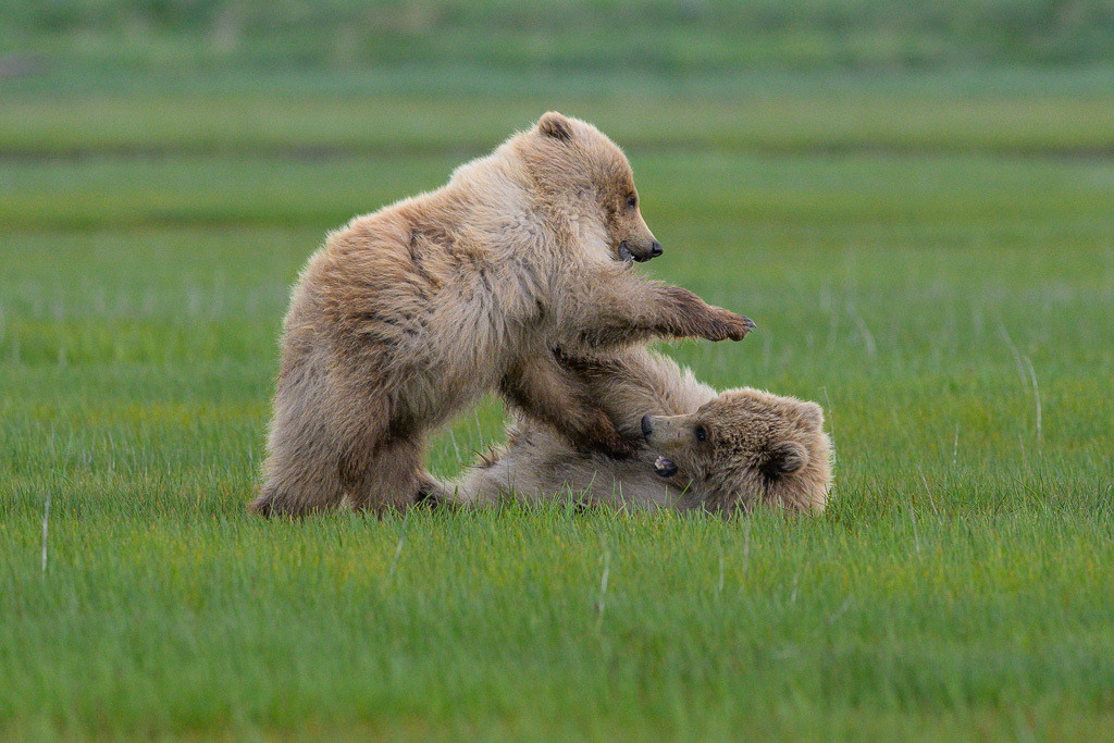 Alaska | Braunbären im Katmai National Park. - Realisiert mit Pictrs.com