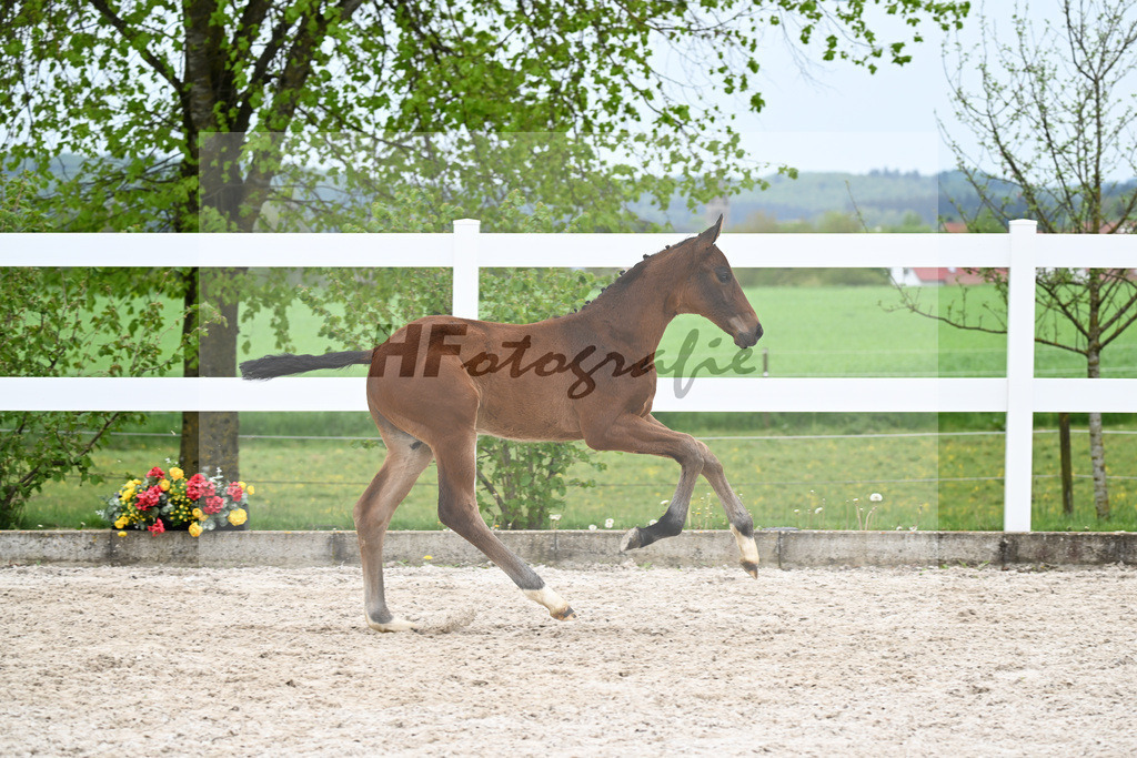 Kat-Nr. 38 HF Viva Vitalis x Benicio_Pointinger_23260665 | hf-fotografie - Realisiert mit Pictrs.com