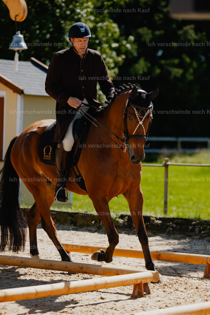 Gernot25_FHC2025-26997 | working equitationturnier fotograf videograf stoibphotography marixx film working equitation deutschland reitsport turnierfotografie eventfotografie equestrian events