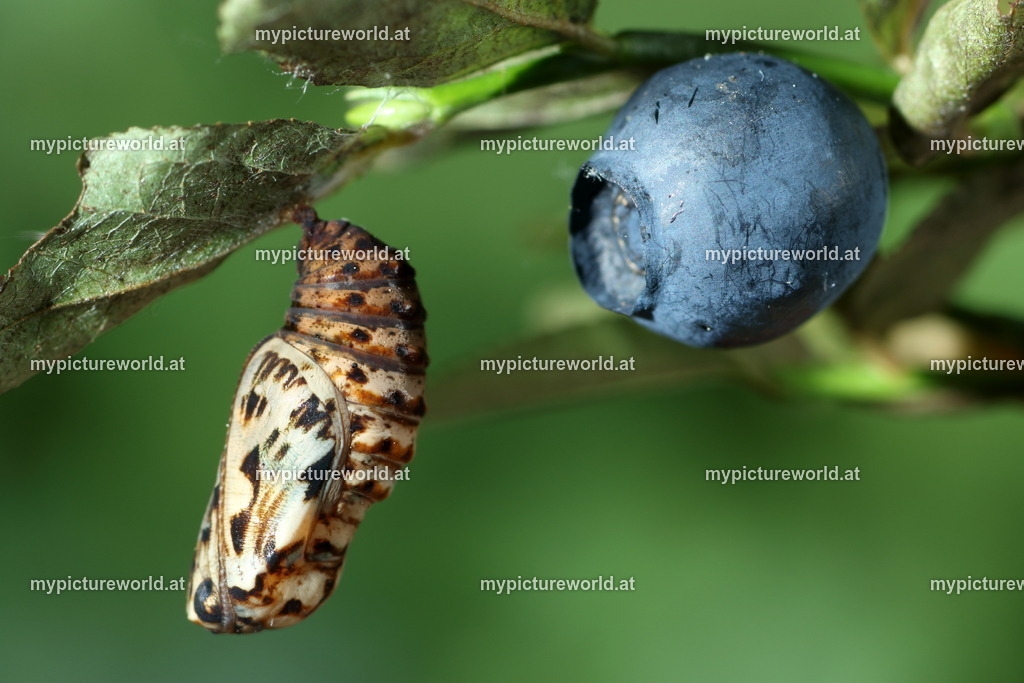 Melitaea athalia-029 | Das Bilderarchiv über Tiere, Planzen und Landschaften. In der Bilddatenbank finden Sie ein große Auswahl an hochwertigen Bilder für Ihre Werbung - Realisiert mit Pictrs.com