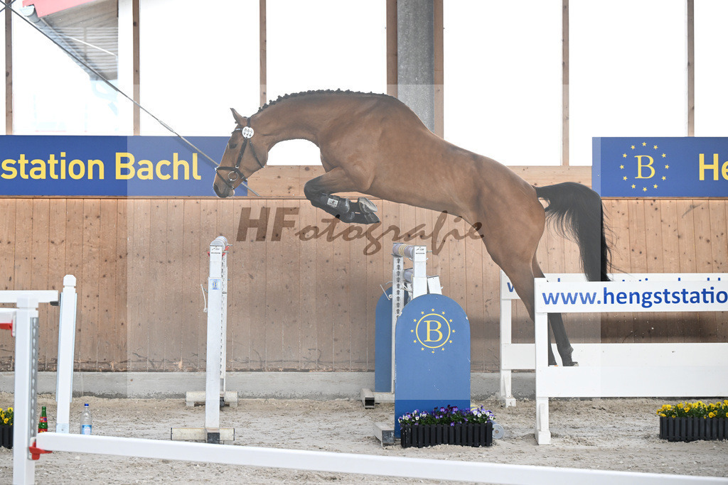 Kat-Nr. 92 C-Simba v. Camargo_Juenger GbR_5250607 | hf-fotografie - Realisiert mit Pictrs.com