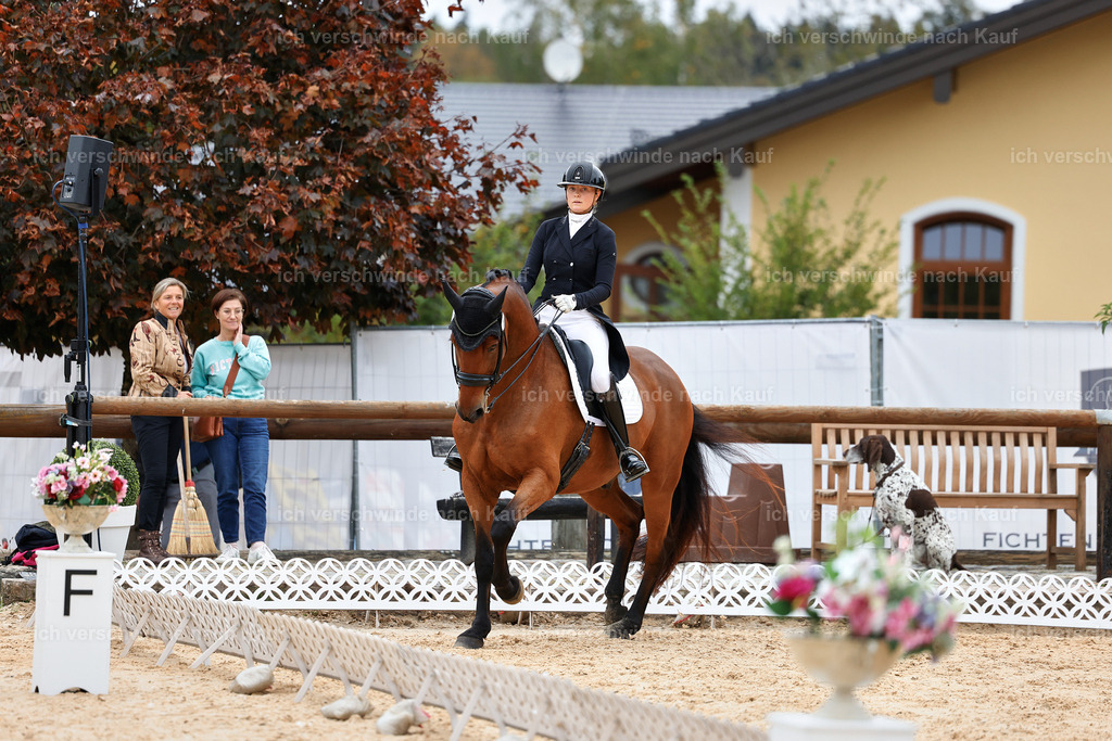 11-189-Dressur S___-StoibPH-922 | working equitationturnier fotograf videograf stoibphotography marixx film working equitation deutschland reitsport turnierfotografie eventfotografie equestrian events