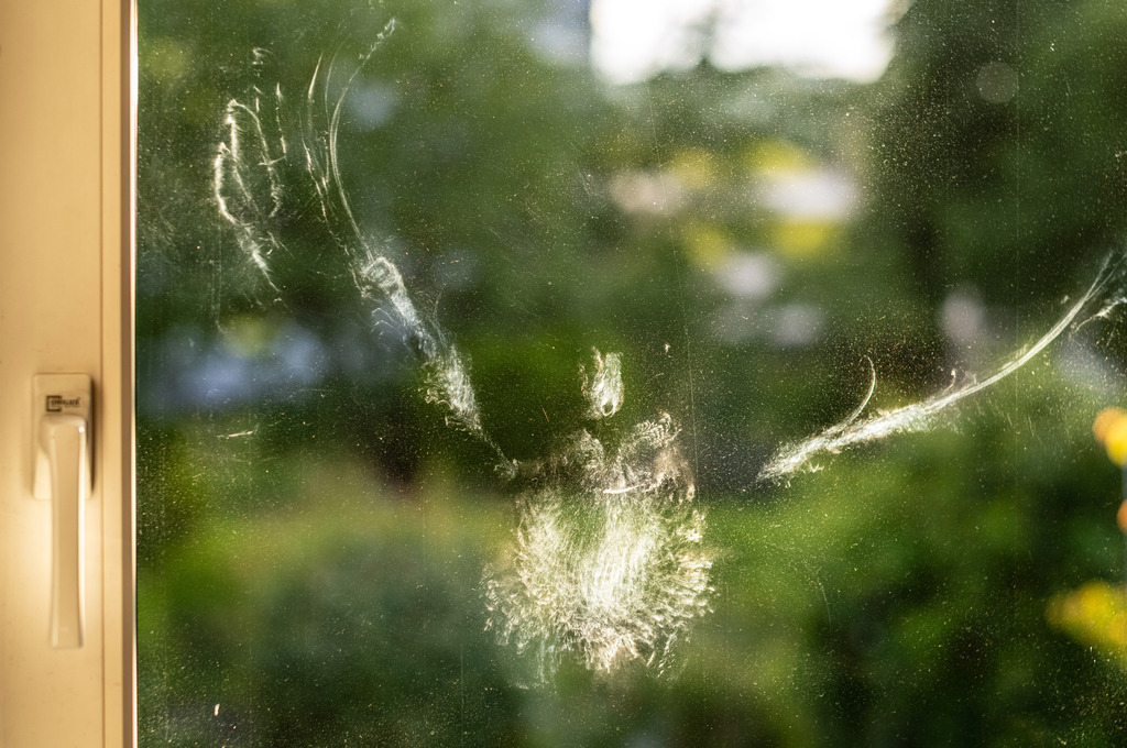 POA | Vogelabdruck am Fenster - Realisiert mit Pictrs.com