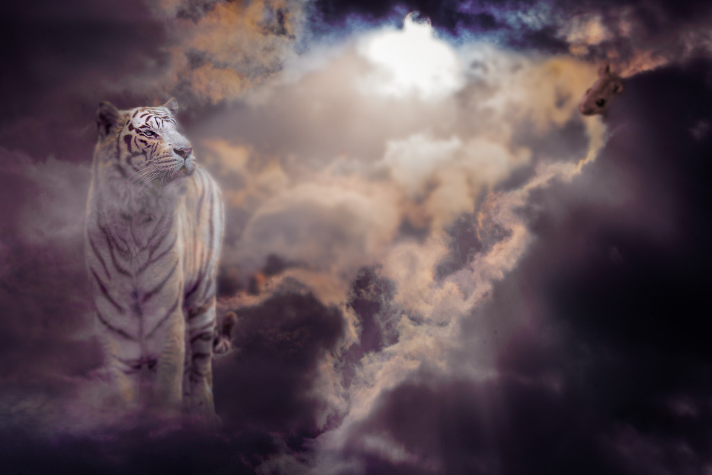 Herr der Wolken | Wenn der Himmel sich dunkel verhängt, zieht der Herr der Wolken seine Runde. Seines Zeichens ein weißer Tiger, mehr noch, der letzte seiner Art.Seit er vor ein paar Jahren starb und in den Himmel kam, tigert er ruhelos herum. Schon auf Erden war er ständig in Bewegung, da allerdings aus anderen Gründen. Der Platz wurde immer knapper, die Menschen immer mehr. Es blieb kein Raum für Tiere. Der Tiger hatte das Glück, in Freiheit zu leben. Im hintersten Winkel Indiens hielt er sich lange Zeit versteckt. Einsam und allein zog er durch die letzten Wälder. Als er schließlich entdeckt wurde, war sein Schicksal besiegelt. Ganze Scharen von Jägern waren unterwegs, um sich mit dem zweifelhaften Ruhm zu schmücken, den letzten Tiger erlegt zu haben. Diesmal war er der Gejagte und es gab kein Entrinnen. - Realisiert mit Pictrs.com