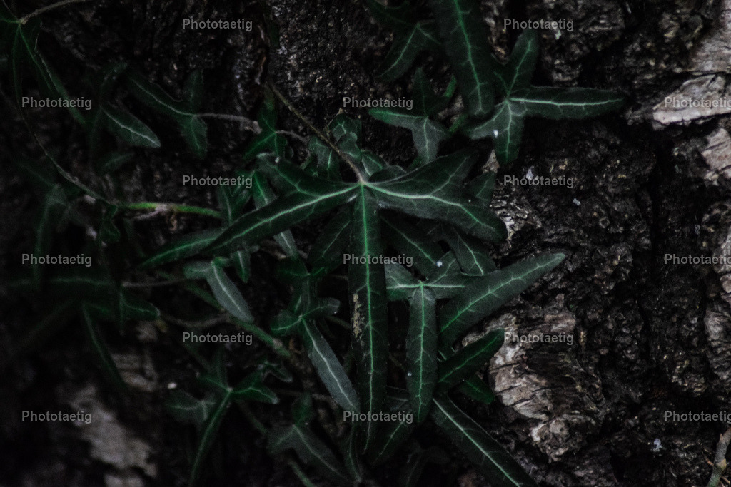 IMG_6169 | phototaetig