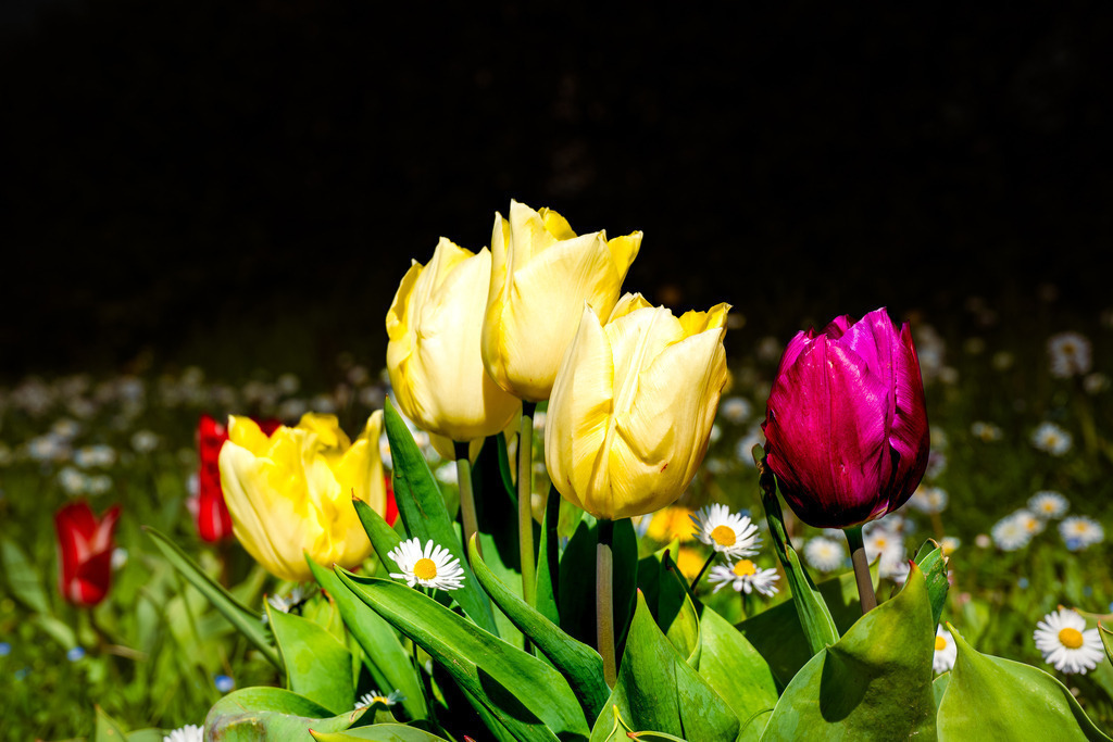 Tulpen | Tier- & Landschaftsfotografie und Porträtshootings. Entdecke einzigartige Fotokunst als Wandbild, Tasse oder Mauspad – mit Leidenschaft fotografiert - Realisiert mit Pictrs.com