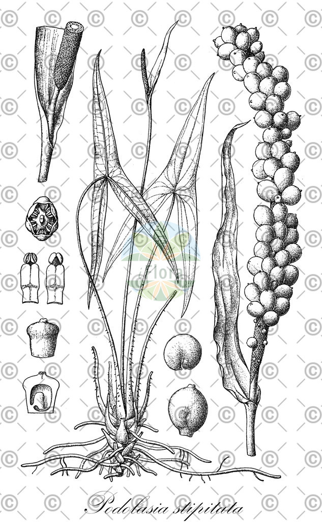HistAbb_wfo-0000193105_1_ENZY_Simple | Historische Abbildung von Podolasia stipitata - Araceae | Historical Illustration of Podolasia stipitata - Araceae