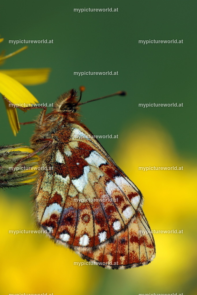 Boloria aquilonaris-001 | Das Bilderarchiv über Tiere, Planzen und Landschaften. In der Bilddatenbank finden Sie ein große Auswahl an hochwertigen Bilder für Ihre Werbung - Realisiert mit Pictrs.com