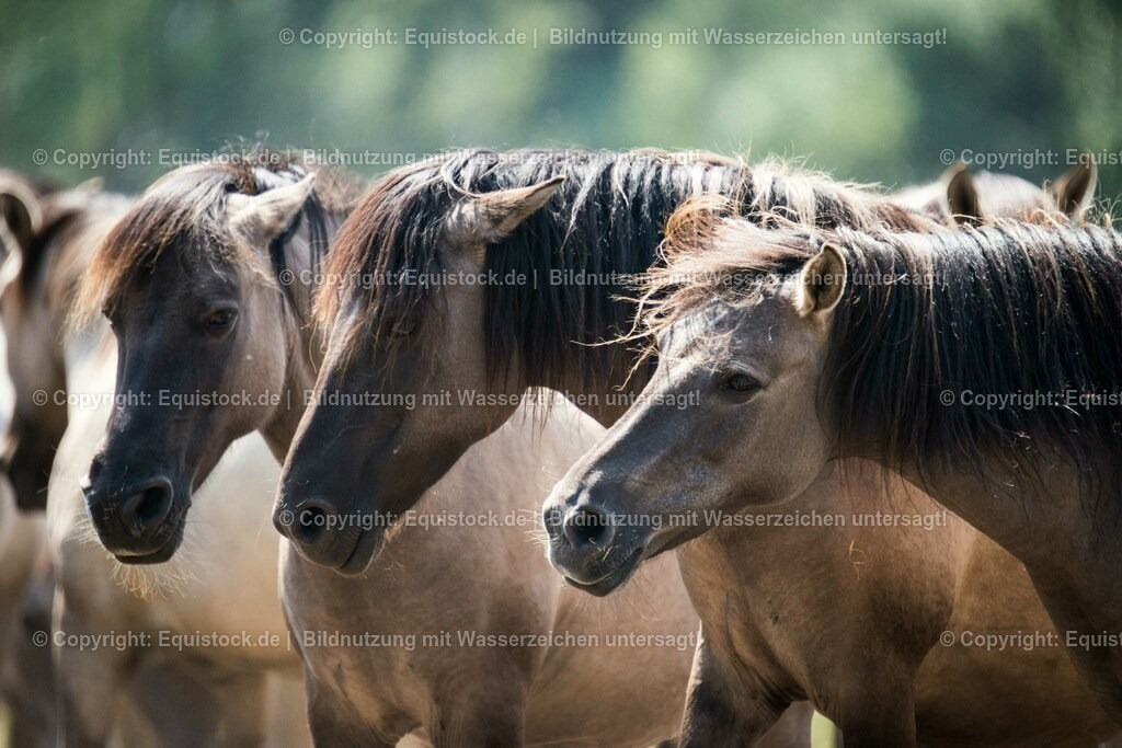 20150711_TOMsPiC_0215 | equistock