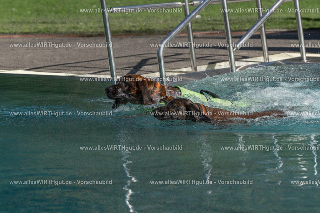 Hundeschwimmen_Volksbad_2026-allesWIRTHgut_Tierfotografie-2609061607-FAY07370 | Professionelle Tierfotografie in Mönchengladbach von Daniel Wirth (allesWIRTHgut). Liebevolle & natürliche Bilder von Hunden & Katzen für unvergessliche Erinnerungen.