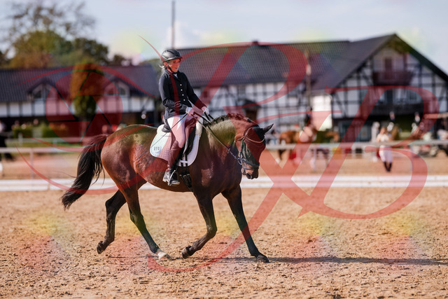 2026_10_03_Siefer-Hof_133827_Z81_96291770 | Professionelle Reitsport-, Turnier- und Eventfotografie von Robert Broda. Galerien mit ausgewählten und bearbeiteten Bildern direkt online ansehen und bestellen.