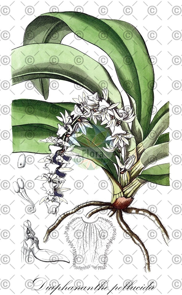 HistAbb_wfo-0000644649_1_ENZY_Simple | Historische Abbildung von Diaphananthe pellucida - Orchidaceae | Historical Illustration of Diaphananthe pellucida - Orchidaceae