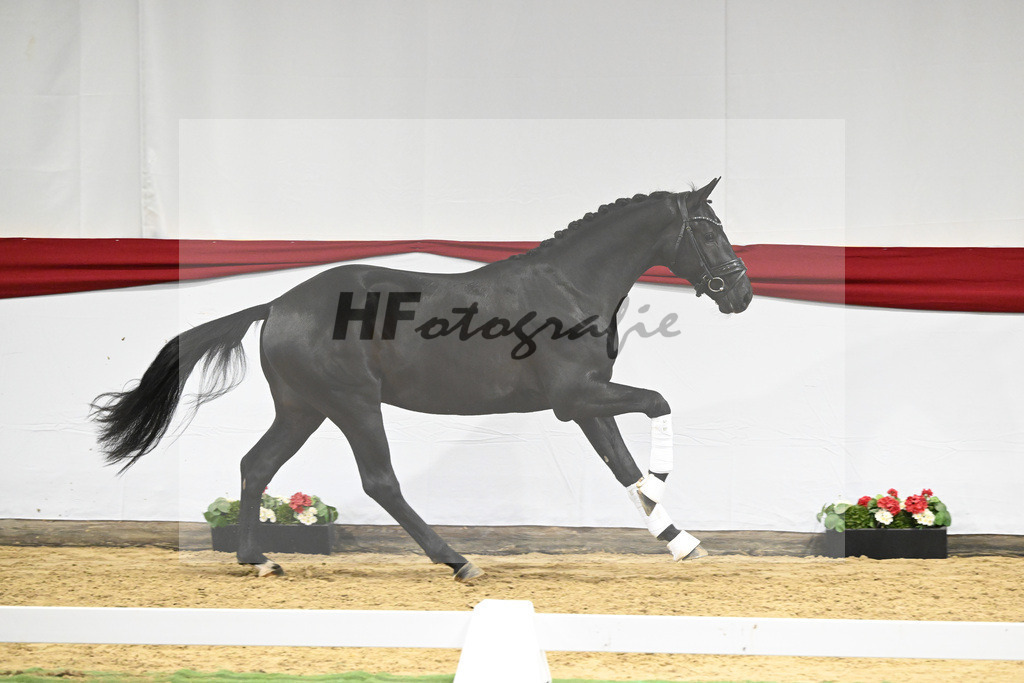 Kat-Nr. 12 v. Toto jr._Stal Brinkman_63220433 | hf-fotografie - Realizzato con Pictrs.com
