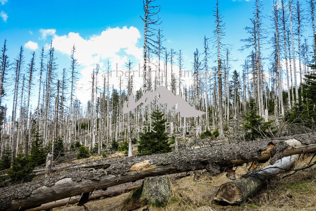 09052016-fb-1992 | Stürme und Borkenkäfer setzen dem Wald zu, ob im Bayerischen oder Böhmerwald, die gleichen Probleme