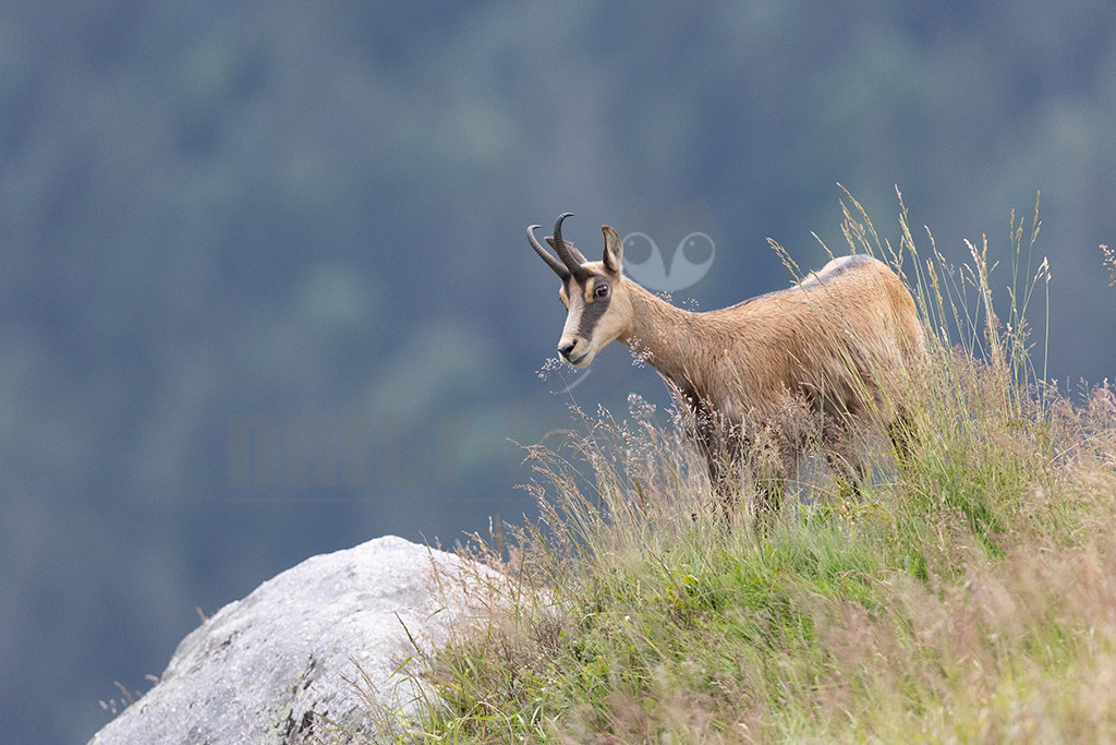 20210724185458 | Die Gemse ( Rupicapra rupicapra ) ist ein Huftier, das dank seiner aussergewöhnlichen Anpassungsfähigkeit den extremen Lebensbedingungen im Gebirge gewachsen ist. Die Gemse vereint auf eindrückliche Art Widerstandskraft, Gewandtheit und Robustheit. Während sie früher in die schwer zugänglichen Gebirgsmassive zurückgedrängt wurde, ist sie heute in Wäldern mittlerer Höhe und gar in tiefen Lagen stark verbreitet. - Realisiert mit Pictrs.com