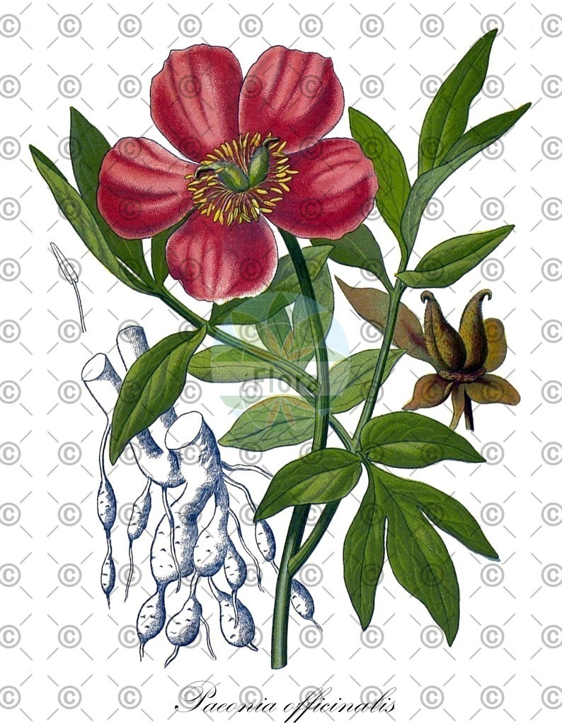 HistAbb_wfo-0000484725_1_ENZY_Simple | Historische Abbildung von Paeonia officinalis - Paeoniaceae (Garten-Pfingstrose;Echte Pfingstrose;Arznei-Pfingstrose) | Historical Illustration of Paeonia officinalis - Paeoniaceae (garden peony)