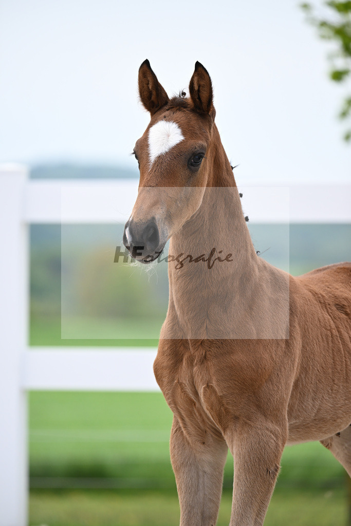 Kat-Nr. 14 HF Erste Sahne x De Niro_Gaab_23260509 | hf-fotografie - Realisiert mit Pictrs.com