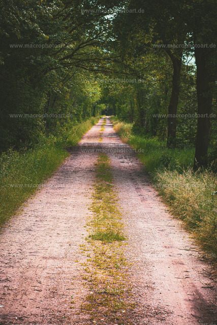 Der Weg | Ein langer Schotterweg am Waldrand - Realisiert mit Pictrs.com