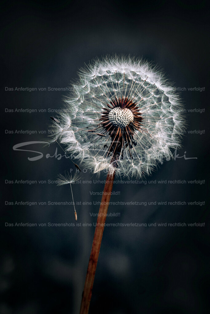 Wandbild Pusteblume "Herz" | People- und Tierfotografie, Imageaufnahmen, Veranstaltungsfotografie und Wandbilder aus der Natur ★ Made in Germany ✔️ Druck + Downloads ✔️ Naturfotografie in Top Qualität ★ schneller Versand, weltweite Lieferung! - Realisiert mit Pictrs.com