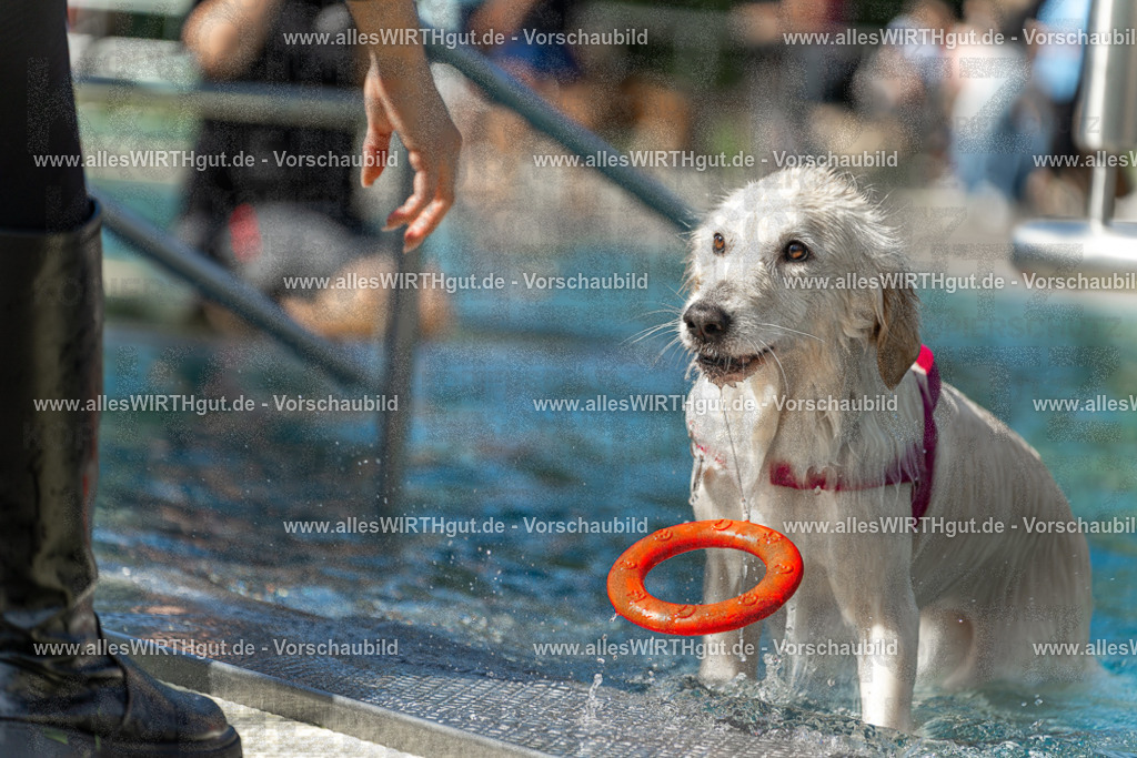 Hundeschwimmen_Volksbad_2026-allesWIRTHgut_Tierfotografie-2609061215-112559-7R509991 | Professionelle Tierfotografie in Mönchengladbach von Daniel Wirth (allesWIRTHgut). Liebevolle & natürliche Bilder von Hunden & Katzen für unvergessliche Erinnerungen.