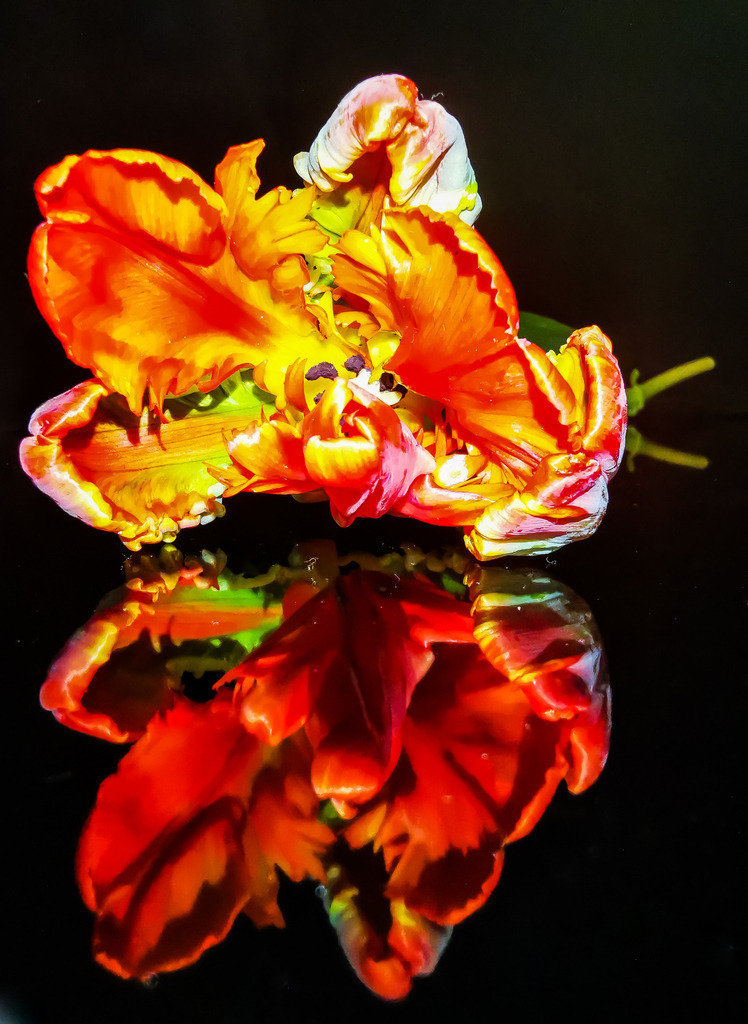 PSX_20230405_231534 | mtkfoto_ - Realisiert mit Pictrs.com