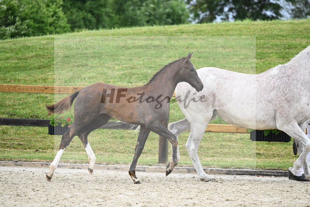 Kat-Nr. 42 SF Benicio_Rudolph_17231549 | hf-fotografie - Realisiert mit Pictrs.com