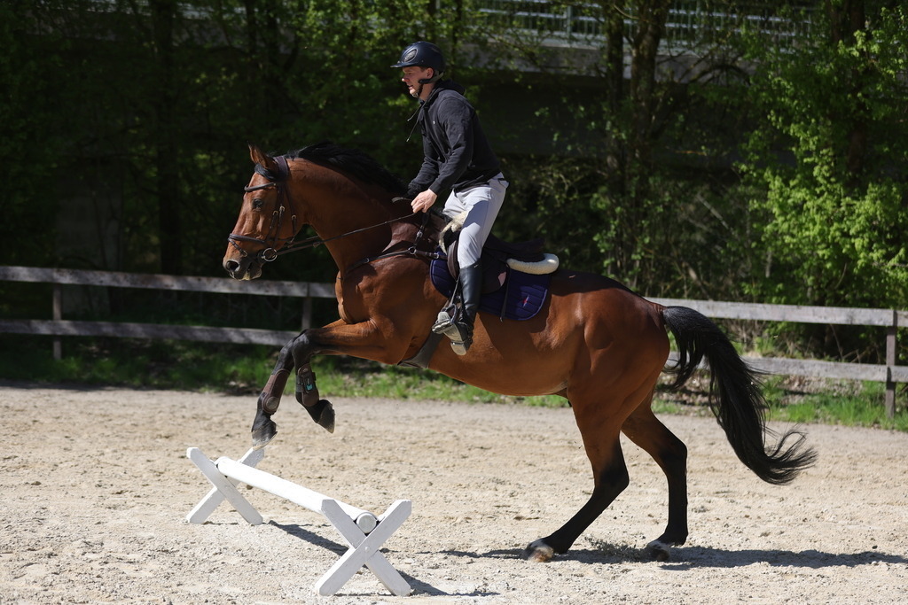 0P6A8131 | Willkommen bei Brunnmayr - Design & Fotografie – Ihrem Spezialisten für Reitturniere und Pferdeveranstaltungen in Oberösterreich, Salzburg und Bayern! Seit über 17 Jahren sind wir leidenschaftlich dabei.