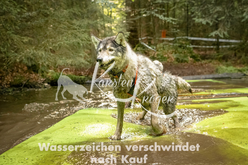 1406_ZZ91029-Bearbeitet | kk-dogfotos
