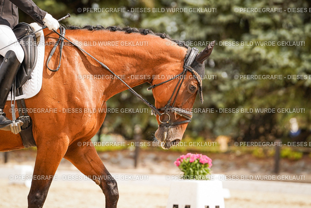 DSC01777 | Pferdegrafie