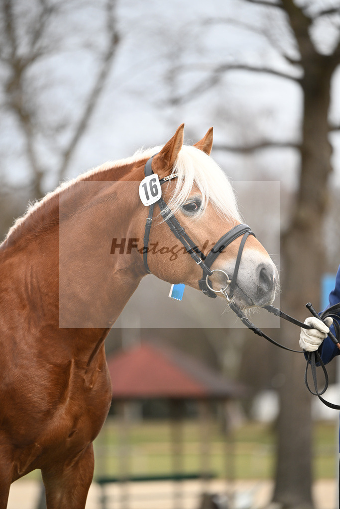 Kat-Nr. 16 v. Sturmdrang_HLG Schwaiganger_2230398 | hf-fotografie - Realisiert mit Pictrs.com