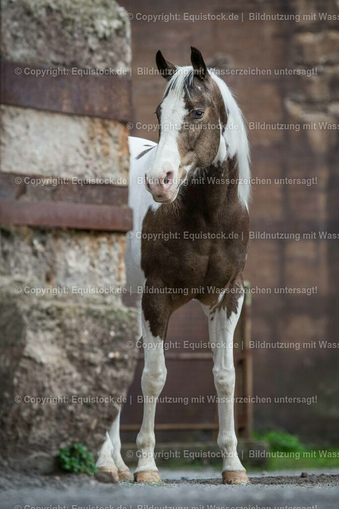 160415_Paint_Horse_in_Industrieanlage_0004 | Foto: Thomas Hartig