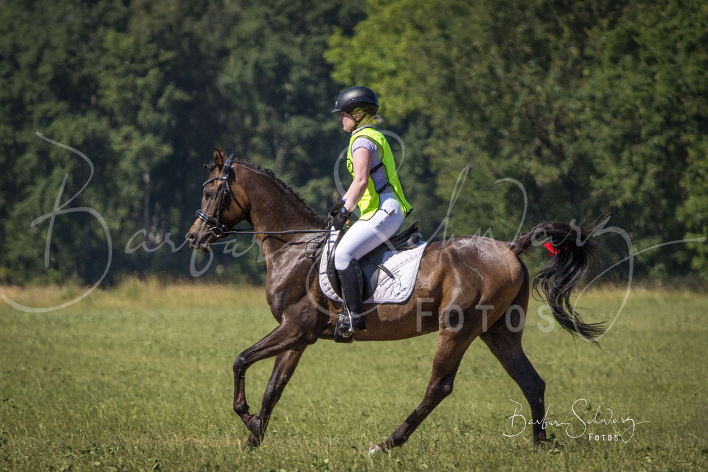 CJP_2026-06-26_170 | Stimmungsvolle Fotografie von Pferden, fotografische Begleitung von Veranstaltungen, Golfturnieren und Distanzritten - Realisiert mit Pictrs.com