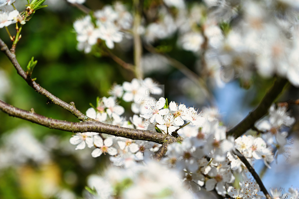 Makro - floral (98) | Buche Fotoshootings und entdecke hochwertige Fotoprodukte bei Mathias Ku Photos. Personalisiert, kreativ & mit Liebe zum Detail. Jetzt informieren! - Realisiert mit Pictrs.com