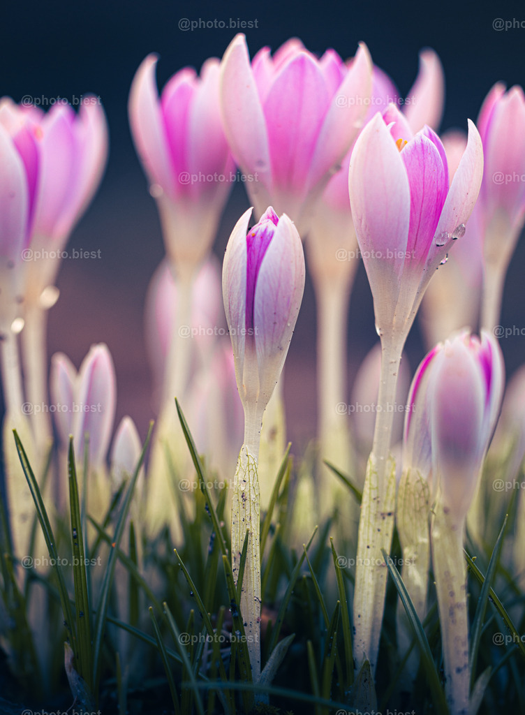 Pink Crocus | Eine Gruppe Krokusse. - Realisiert mit Pictrs.com