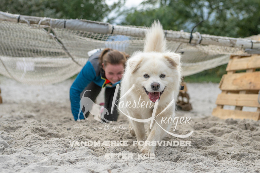1137_ZZ98448 | kk-dogfotos