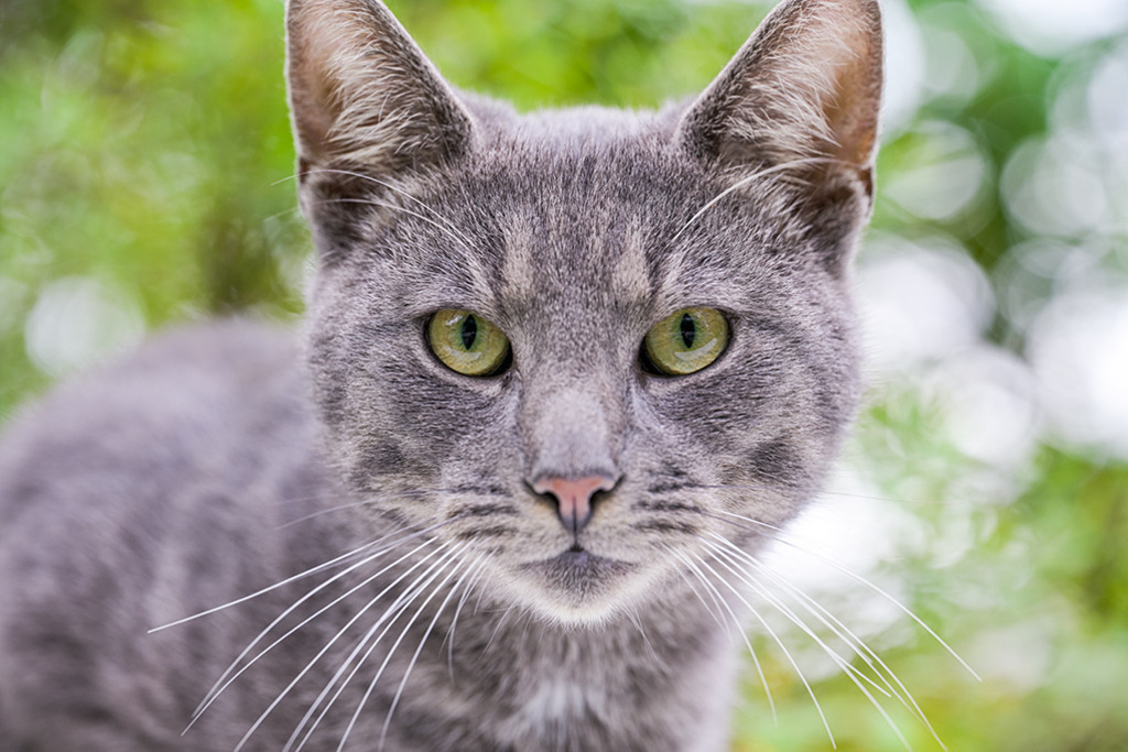 Katze vis-à-vis | Die grau gestreifte Katze blickt ihren Betrachter intensiv mit ihren gelbgrünen Augen an. Im Hintergrund sprenkelt das Licht durch ein Blätterdach. — Auflösung des Originals: 8256 x 5504 px. - Realisiert mit Pictrs.com