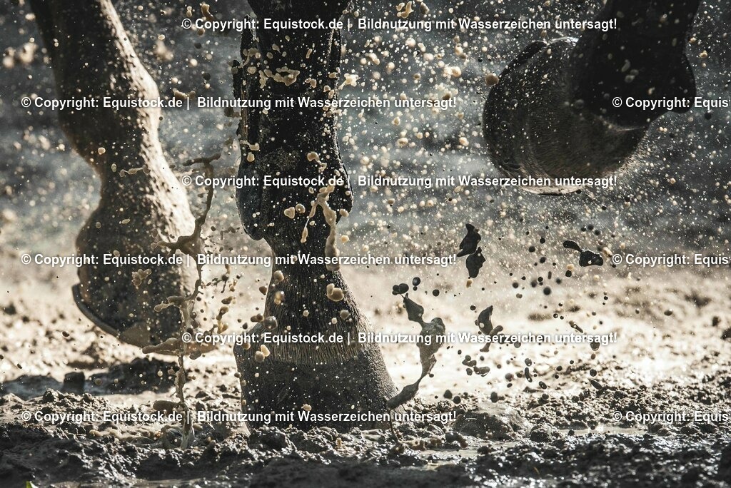 TS_20170720_Pferdef____e_Sand_0001 | Foto: Thomas Hartig