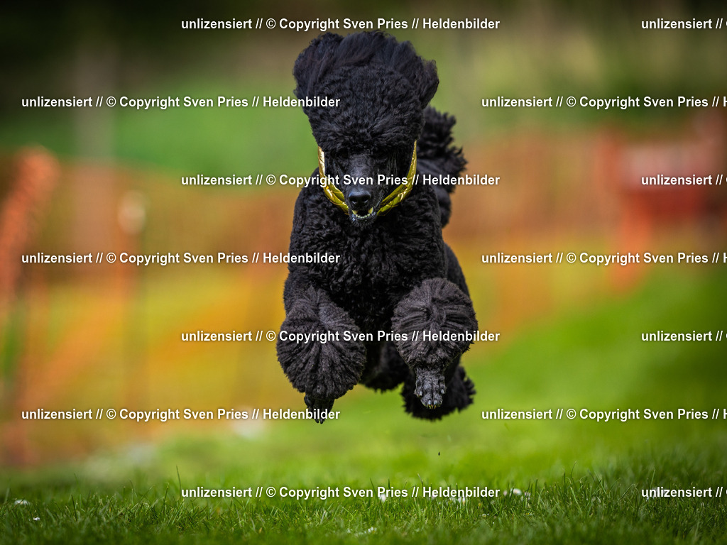 Sven Pries | 2025-04-13 - Hunderennen Baden-Baden - Realisiert mit Pictrs.com