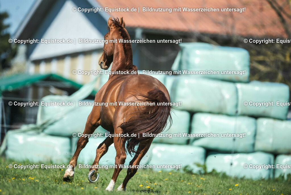 20210426_Pferd-auf-Koppel_0037 | equistock